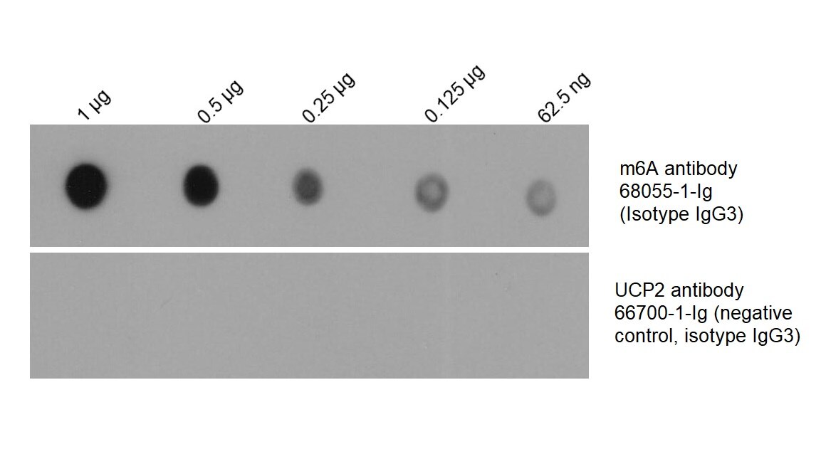 Total RNA was isolated from HEK-293 cell line and was dotted to NC membrane at different amount as indicated above the dots. The membrane was blocked with BSA and blotted with m6A antibody 68055-1-Ig at 1:2000 followed by incubation of HRP-goat anti-mouse secondary antibody. Signal was developed by ECL substrate. A parallel dot blot was performed using unrelated antibody with the same isotype (UCP2 antibody 66700-1-Ig) at the same dose.