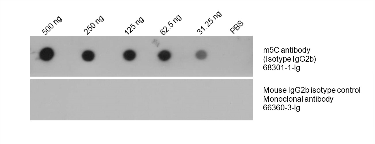 Total DNA was isolated from HeLa cell line and was dotted to NC membrane at different amount as indicated above the dots. The membrane was blocked with BSA and blotted with m5C antibody 68301-1-Ig at 1:5000 followed by incubation of HRP-goat anti-mouse secondary antibody. Signal was developed by ECL substrate. A parallel dot blot was performed using Mouse IgG2b isotype control Monoclonal antibody 66360-3-Ig at the same dose.