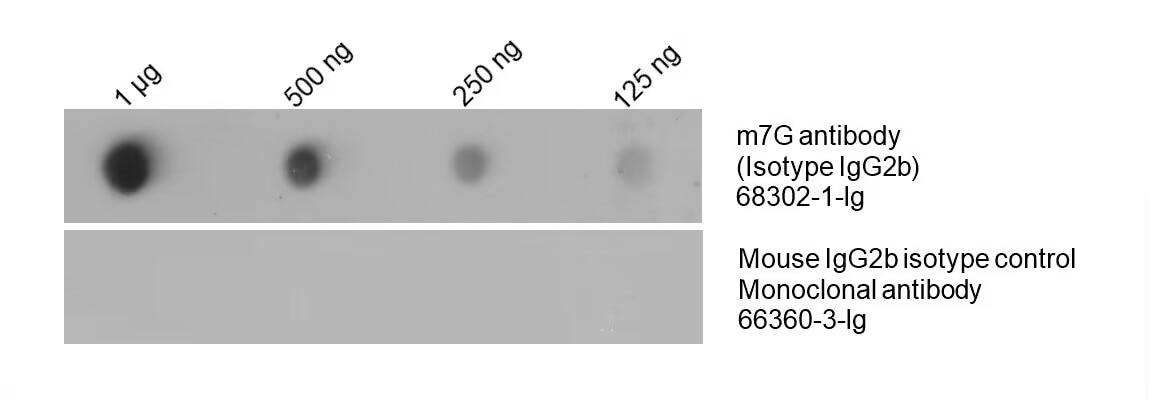 Total RNA was isolated from HeLa cell line and was dotted to NC membrane at different amount as indicated above the dots. The membrane was blocked with BSA and blotted with m7G antibody 68302-1-Ig at 1:5000 followed by incubation of HRP-goat anti-mouse secondary antibody. Signal was developed by ECL substrate. A parallel dot blot was performed using Mouse IgG2b isotype control Monoclonal antibody 66360-3-Ig at the same dose.
