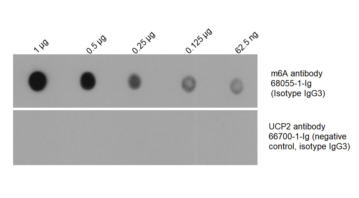 Total RNA was isolated from HEK-293 cell line and was dotted to NC membrane at different amount as indicated above the dots. The membrane was blocked with BSA and blotted with m6A antibody 68055-1-Ig at 1:2000 followed by incubation of HRP-goat anti-mouse secondary antibody. Signal was developed by ECL substrate. A parallel dot blot was performed using unrelated antibody with the same isotype (UCP2 antibody 66700-1-Ig) at the same dose.