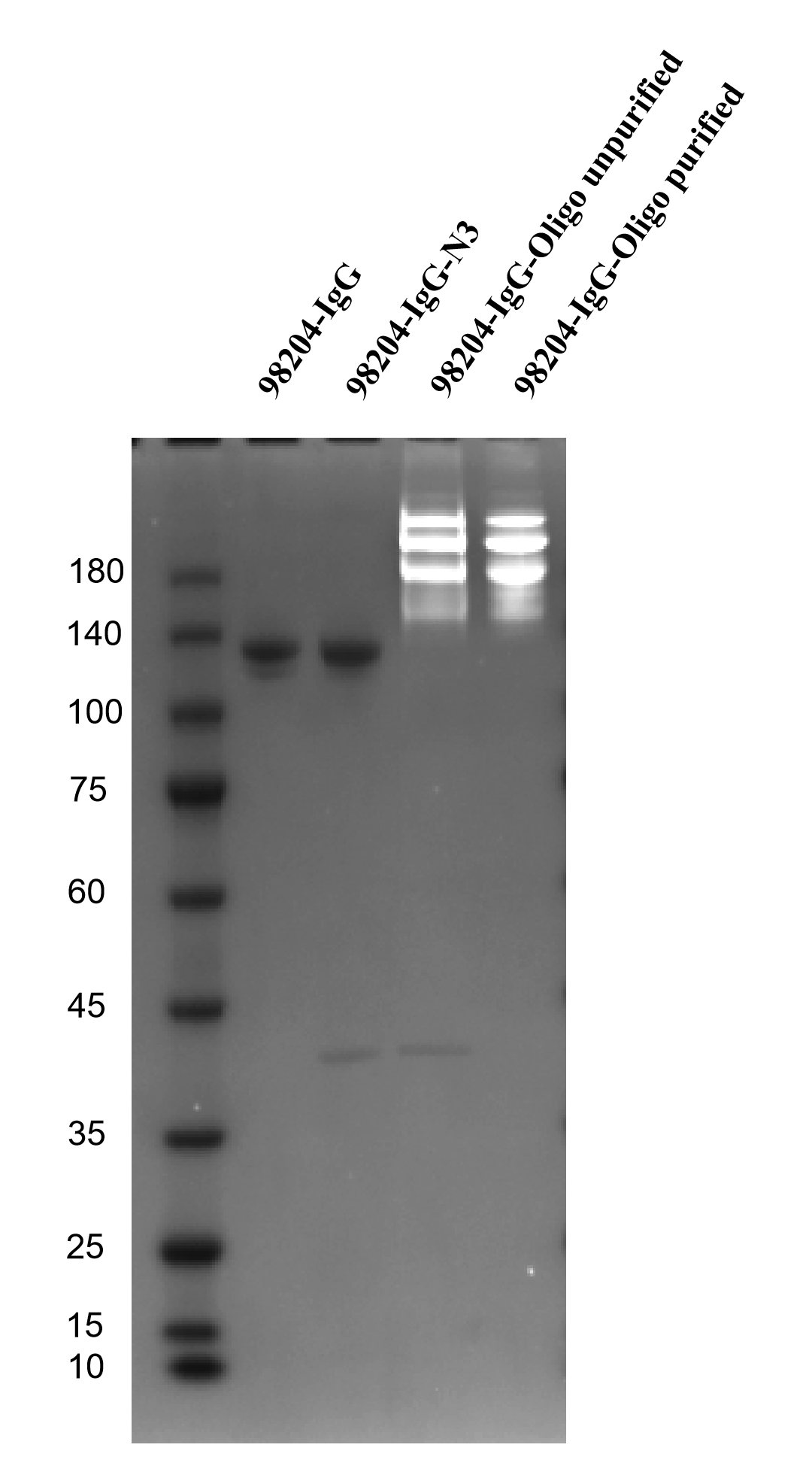 Analysis results of Oligo-Conjugated 98204-1-RR via SDS-
PAGE with DNA Staining. Analysis results of Oligo-Conjugated 98204-1-RR via SDS-
PAGE with DNA Staining.