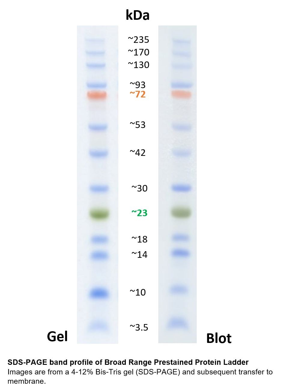 Resolution of the Broad Range Prestained Protein Ladder in a 4-12% Bis-Tris gel (SDS-PAGE). The image shows the migration pattern in the gel and after transfer to a PVDF membrane.