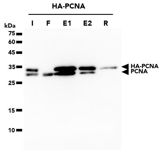 The HA-Trap Agarose was used to immunoprecipitate HA-PCNA fusion protein from HEK293T cells. HA-PCNA protein was released from the trap through a two-step competitive elution with HA-peptide. Samples from the Input (I), Flow-Through (F), 1st elution (E1), 2nd elution (E2), and residual (R) fractions were analyzed through WB. PCNA Monoclonal Antibody (60097-1-Ig) and Multi-rAb HRP-Goat Anti-Mouse Recombinant Secondary Antibody (RGAM001) were used in the WB analysis. Note: PCNA forms trimers resulting in co-elution of endogenous PCNA proteins with HA-tagged PCNA.