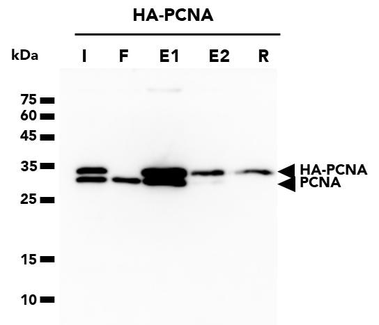 The HA-Trap Magnetic Agarose was used to immunoprecipitate HA-PCNA fusion protein from HEK293T cells. HA-PCNA protein was released from the trap through a two-step competitive elution utizling HA-peptide. Samples from the Input (I), Flow-Through (F), 1st elution (E1), 2nd elution (E2), and residual (R) fractions were analyzed through WB. PCNA Monoclonal Antibody (60097-1-Ig) and Multi-rAb HRP-Goat Anti-Mouse Recombinant Secondary Antibody (RGAM001) were used in the WB analysis. Note: PCNA forms timers resulting in co-elution of endogenous PCNA proteins with HA-tagged PCNA.
