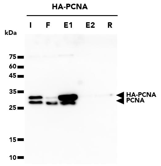 The HA-Trap Magnetic Particles M-270 was used to immunoprecipitate HA-PCNA fusion protein from HEK293T cells. HA-PCNA protein was released from the trap through a two-step competitive elution utizling HA-peptide. Samples from the Input (I), Flow-Through (F), 1st elution (E1), 2nd elution (E2), and residual (R) fractions were analyzed through WB. PCNA Monoclonal Antibody (60097-1-Ig) and Multi-rAb HRP-Goat Anti-Mouse Recombinant Secondary Antibody (RGAM001) were used in the WB analysis. Note: PCNA forms timers resulting in co-elution of endogenous PCNA proteins with HA-tagged PCNA.