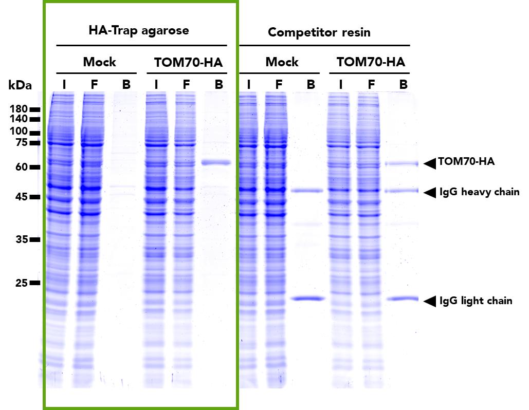 The HA-Trap Agarose (left) and a competitor resin (right) were used to immunoprecipitate TOM70-HA fusion protein from either untransfected (mock) HEK293T cells or HEK293T cell transfected with full-length TOM70-HA construct. Immunoprecipitation with HA-Trap Agarose results in clean, single-band pulldowns without any heavy and light chain contamination. SDS-PAGE analysis was done on samples from the Input (I), Flow-through (F), Bound (B) fractions.