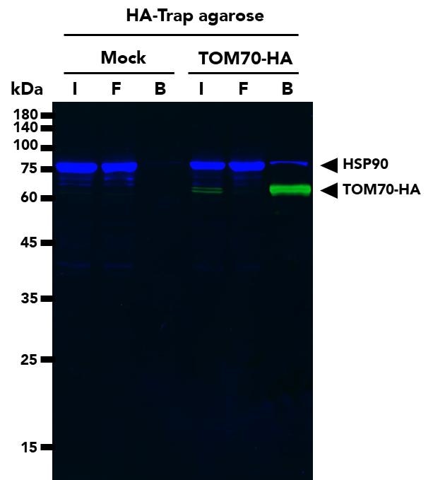 Co-IP  using HA-Trap Agarose followed by multiplexed WB of TOM70-HA and HSP90 proteins from untransfected (mock) HEK293T cells and HEK293T cells transfected with full-length TOM70-HA construct. WB analysis was done on samples from the Input (I), Flow-through (F) and Bound (B) fractions of the IP. TOM70 Monoclonal Antibody (66593-1-Ig), Multi-rAB CoraLite Plus 488-Goat Anti-Mouse Recombinant Secondary Antibody (RGAM002), HSP90 Polyclonal Antibody (13171-1-AP), and Multi-rAb CoraLite Plus 750-Goat Anti Rabbit Recombinant Secondary Antibody (RGAR006) were used in the WB analysis.