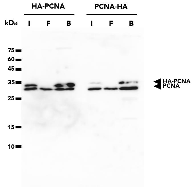 The HA-Trap Agarose was used to immunoprecipitate HA-PCNA and PCNA-HA proteins from transfected HEK293T cells. WB analysis was done on samples from the Input (I), Flow-Through (F), and Bound (B) fractions of the IP using PCNA Monclonal Antibody (60097-1-Ig) and Multi-rAb HRP-Goat Anti-Mouse Recombinant Secondary Antibody (RGAM001). The HA-Trap is succesful in pulling down HA-tagged PCNA regardless of whether the tag is fused to the N- or C-terminal. Note: PCNA forms trimers, resulting in co-elution of endogenous PCNA with HA-tagged PCNA.