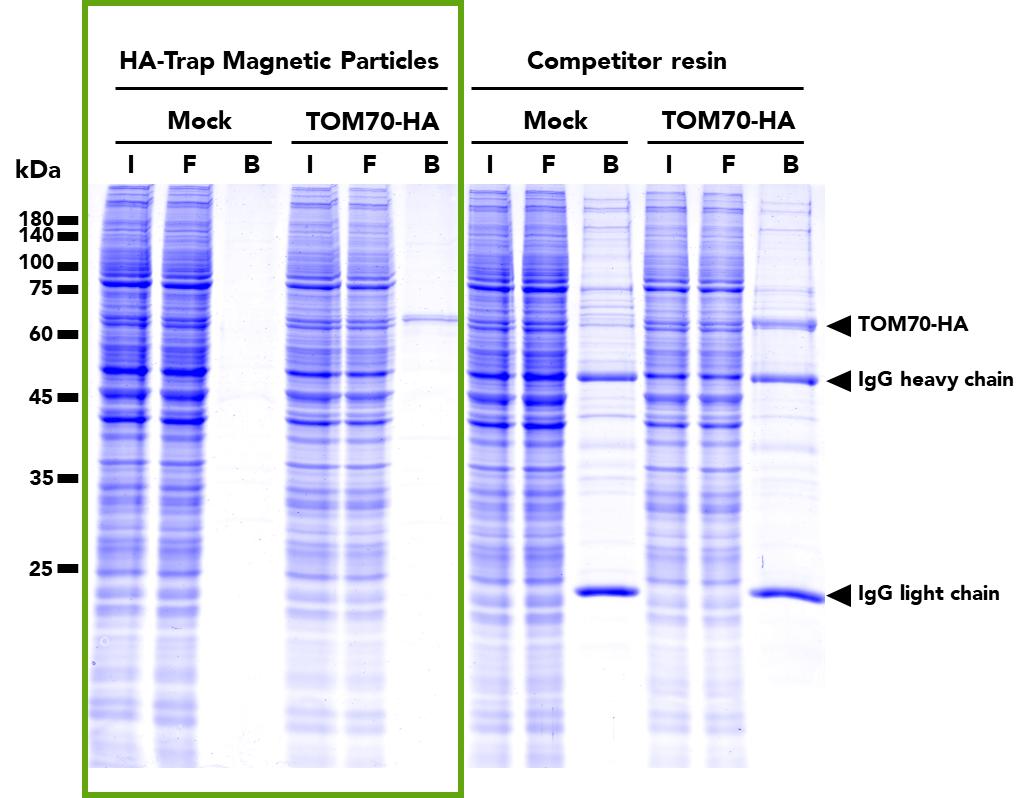 The HA-Trap Magnetic Particles M-270 (left) and a competitor resin (right) were used to immunoprecipitate TOM70-HA fusion protein from either untransfected (mock) HEK293T cells or HEK293T cell transfected with full-length TOM70-HA construct. Immunoprecipitation with HA-Trap Magnetc Particles M-270 results in cleaner, single-band pulldowns without any heavy and light chain contamination. SDS-PAGE analysis was done on samples from the Input (I), Flow-through (F), Bound (B) fractions.