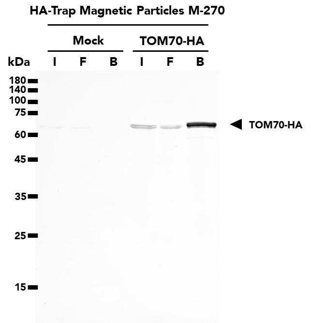 WB detection of TOM70-HA fusion protein following immunoprecipitation with HA-Trap Magnetic Particles M-270 from either untransfected (mock) HEK293T cells or HEK293T cells transfected with full-length TOM70-HA construct. Samples from the Input (I), Flow-Through (F), and Bound (B) fractions were used in the WB analysis. Detection was completed using TOM70 Monoclonal Antibody (66593-1-Ig) and Multi-rAb HRP-Goat Anti-Mouse Recombinant Secondary Antibody (RGAM001).