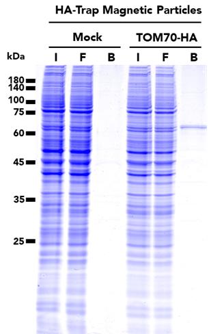 The HA-Trap Magnetic Particles M-270 Kit was used to immunoprecipitate TOM70-HA fusion protein from either untransfected (mock) HEK293T cells or HEK293T cell transfected with full-length TOM70-HA construct.  SDS-PAGE analysis was done on samples from the Input (I), Flow-through (F), Bound (B) fractions.