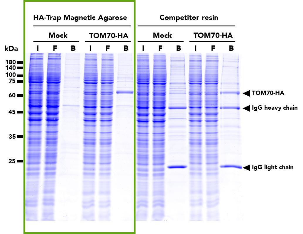 The HA-Trap Magnetic Agarose (left) and a competitor resin (right) were used to immunoprecipitate TOM70-HA fusion protein from either untransfected (mock) HEK293T cells or HEK293T cell transfected with full-length TOM70-HA construct. Immunoprecipitation with HA-Trap Magnetc Agarose results in cleaner, single-band pulldowns without any heavy and light chain contamination. SDS-PAGE analysis was done on samples from the Input (I), Flow-through (F), Bound (B) fractions.
