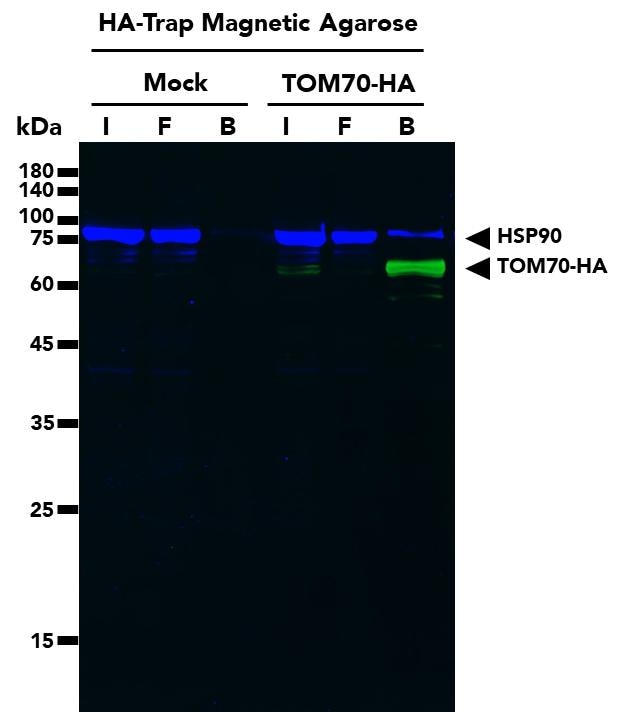 Co-IP  using HA-Trap Magnetic Agarose followed by multiplexed WB of TOM70-HA and HSP90 proteins from untransfected (mock) HEK293T cells and HEK293T cells transfected with full-length TOM70-HA construct. WB analysis was done on samples from the Input (I), Flow-through (F) and Bound (B) fractions of the IP. TOM70 Monoclonal Antibody (66593-1-Ig), Multi-rAB CoraLite Plus 488-Goat Anti-Mouse Recombinant Secondary Antibody (RGAM002), HSP90 Polyclonal Antibody (13171-1-AP), and Multi-rAb CoraLite Plus 750-Goat Anti Rabbit Recombinant Secondary Antibody (RGAR006) were used in the WB analysis.