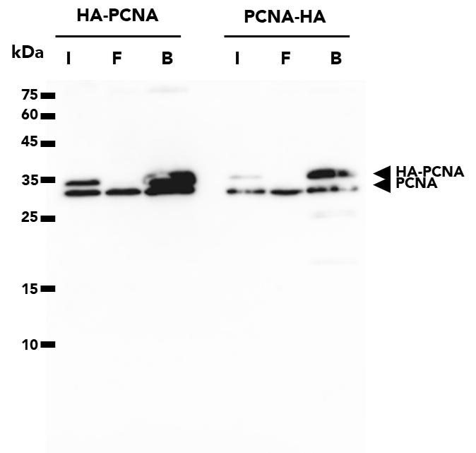 The HA-Trap Magnetic Agarose was used to immunoprecipitate HA-PCNA and PCNA-HA proteins from transfected HEK293T cells. WB analysis was done on samples from the Input (I), Flow-Through (F), and Bound (B) fractions of the IP using PCNA Monclonal Antibody (60097-1-Ig) and Multi-rAb HRP-Goat Anti-Mouse Recombinant Secondary Antibody (RGAM001). The HA-Trap is succesful in pulling down HA-tagged PCNA regardless of whether the tag is fused to the N- or C-terminal. Note: PCNA forms trimers, resulting in co-elution of endogenous PCNA with HA-tagged PCNA.