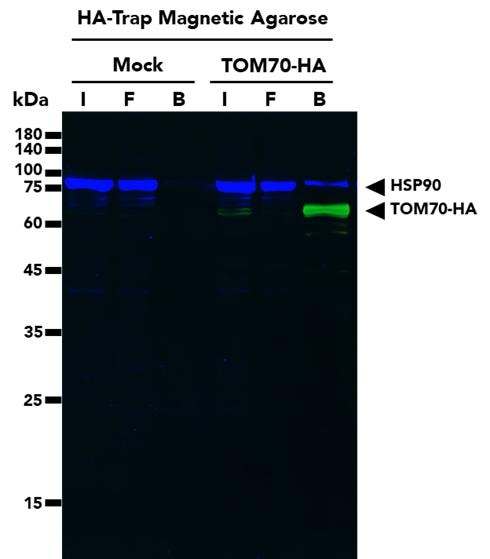 Co-IP  using HA-Trap Magnetic Agarose Kit followed by multiplexed WB of TOM70-HA and HSP90 proteins from untransfected (mock) HEK293T cells and HEK293T cells transfected with full-length TOM70-HA construct. WB analysis was done on samples from the Input (I), Flow-through (F) and Bound (B) fractions of the IP. TOM70 Monoclonal Antibody (66593-1-Ig), Multi-rAB CoraLite Plus 488-Goat Anti-Mouse Recombinant Secondary Antibody (RGAM002), HSP90 Polyclonal Antibody (13171-1-AP), and Multi-rAb CoraLite Plus 750-Goat Anti Rabbit Recombinant Secondary Antibody (RGAR006) were used in the WB analysis.