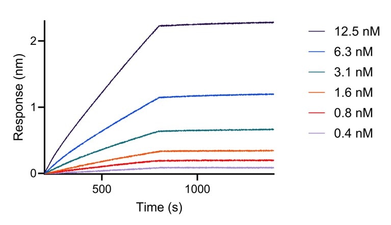 BLI analysis of the capture of varying concentrations of HumanKine FGFbasic-TS (HZ-1285) by biotinylated anti-FGFbasic VHH (bfgf-b). Please note the higher apparent affinity owing to avidity effects (dimerization of the cytokine).
