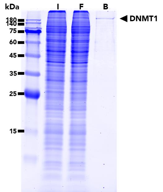 The DNMT1-Trap Agarose was used to immunoprecipiate endogenous DNMT1 protein from HEK293T cells. Input (I), Flow-Through (FT), Bound (B).