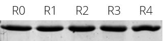 The elution efficiency of Spot-Cap is constant even after 4 regeneration cycles. Elution of Spot-tagged PCNA with Spot-peptide. R0: Reference (elution fraction of Spot-PCNA without regeneration); R1-R4: Elution fraction of Spot-PCNA after 1, 2, 3, and 4 regeneration cycles with 100 mM glycine pH 2.0.