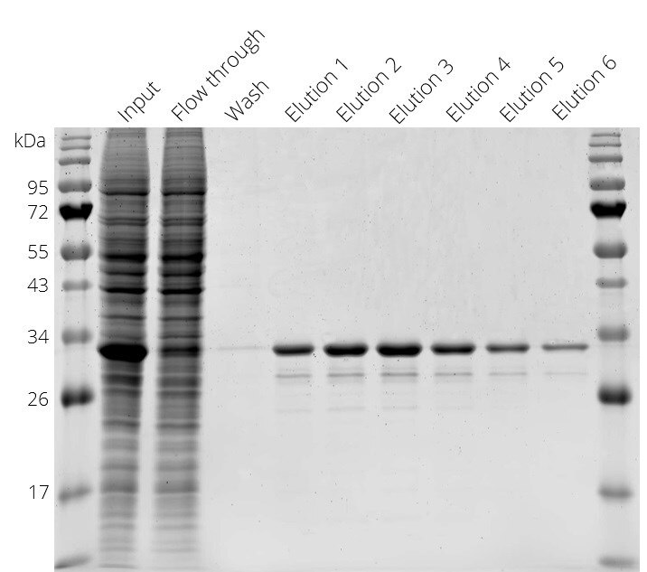 Purification of Spot-tagged GFP with Spot-Cap from HEK293T cell lysate in batch format. Elution: 6 fractions à 2 BVs Spot-peptide (100 μM) in PBS.