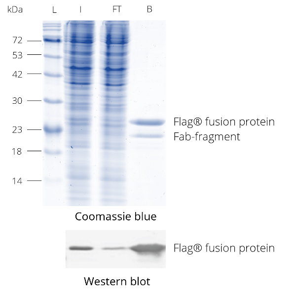 DYKDDDDK Fab-Trap™ was used for immunoprecipitation of Flag®-tagged protein from HEK293T cell lysate. During elution with 2x SDS-sample buffer the enriched Flag® fusion protein and Fab-fragment are released from DYKDDDDK Fab-Trap™. Western blot was probed with DYKDDDDK tag Polyclonal antibody (Binds to FLAG® tag epitope) (Proteintech, 20543-1-AP) and Nano-Secondary® alpaca anti-human IgG/anti-rabbit IgG, recombinant VHH, Alexa Fluor® 488 [CTK0101, CTK0102] (srbAF488-1). L: Prestained protein marker (Proteintech, PL00001), I: Input, FT: Flow-Through, B: Bound.