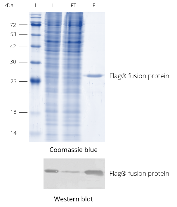 DYKDDDDK Fab-Trap™ Agarose