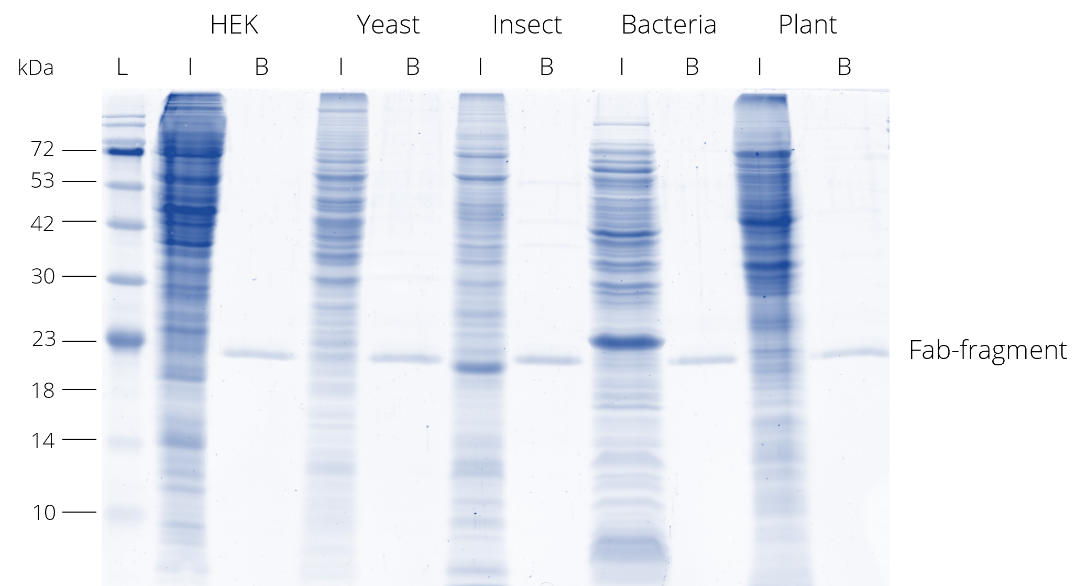 Analysis of unspecific binding of endogenous proteins to the DYKDDDDK Fab-Trap™ in the absence of Flag® fusion protein. Lysates devoid of Flag® fusion protein from HEK cells (HEK293T), Yeast (Saccharomyces cerevisiae), Insect cells (HighFive), Bacteria (Escherichia coli TG1) , and Plant (Arabidopsis thaliana) were subjected to immunoprecipitation with DYKDDDDK Fab-Trap™ and elution with 2x SDS-sample buffer. SDS-PAGE analysis shows elution of Fab-fragment only without contamination of endogenous proteins. L: Prestained protein marker (Proteintech, PL00001), I: Input, B: Bound.