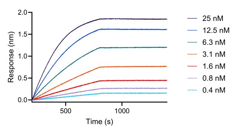 BLI analysis of the capture of varying concentrations of HumanKine FGF-9 (HZ-1329) by biotinylated anti-FGF-9 VHH (fgf9-b). Please note the higher apparent affinity owing to avidity effects (dimerization of the cytokine).