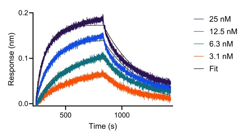 BLI analysis of the interaction between varying concentrations of anti-FGF-9 VHH and immobilised, biotinylated HumanKine FGF-9 (HZ-1329). Fit indicates fitting of data to a 1:1 binding model.