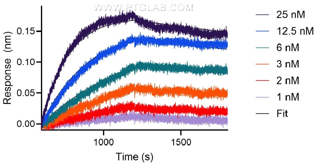 The affinity of anti-human FLT3 recombinant VHH towards human FLT3 was determined using biolayer interferometry (BLI). Biotinylated, recombinant human FLT3 was immobilized on Streptavidin biosensors and assayed with 1.5 to 100 nM of FITC Plus conjugated-FLT3 VHH (FITC-flt). Fit indicates a 1:1 binding model fitted to the data.