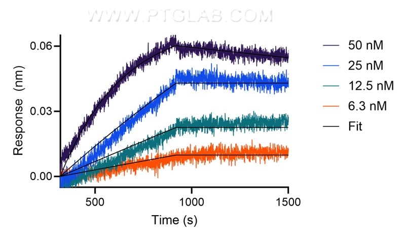 The affinity of anti-human LAG3 recombinant VHH towards human LAG3 was determined using biolayer interferometry (BLI). Biotinylated, recombinant human LAG3 was immobilized on Streptavidin biosensors and assayed with 6.3 to 50 nM of CoraLite® Plus 647-conjugated LAG3 VHH (CL647-lt). Fit indicates a 1:1 binding model fitted to the data.