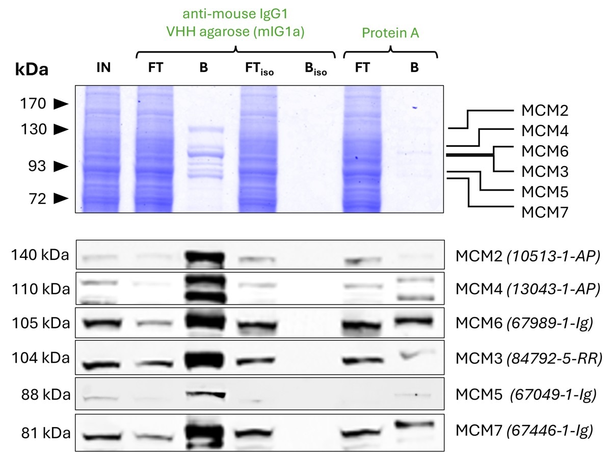 Co-IP of MCM complex via pulldown of MCM6 using 5 µg of monoclonal anti-MCM6 IgG1 (Proteintech: 67989-1-Ig) and anti-mouse IgG1 VHH agarose (mIG1a). 5 µg of each IgG was spiked into HEK293T cell lysate derived from 1x10^7 cells. All subunits of the 600 kDa hetero-hexameric complex are successfully precipitated, as shown in a Coomassie blue stained SDS-gel and by Western blot analysis using subunit specific antibodies. Apparent molecular weights are provided. For input (IN) and flowthrough (FT) fractions, 1% was loaded, respectively. For bound (B) fraction and bound fraction of isotype control antibody (BISO Proteintech: 66360-1-Ig), 25% was loaded. Product codes for Proteintech-antibodies are provided in parentheses. Compared to Protein A agarose, mIG1a shows a superior precipitation of the MCM complex.
