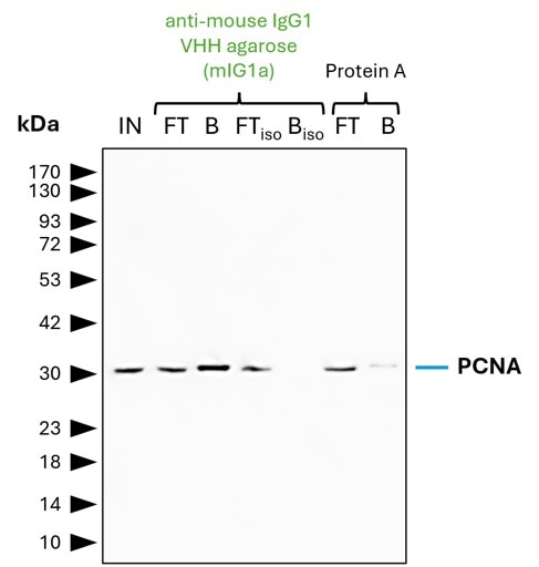 IP of PCNA by anti-mouse IgG1 VHH agarose (mIG1a) using a monoclonal PCNA antibody (Proteintech: 60097-1-Ig). As control, a IgG1 isotype control antibody (Proteintech: 66360-1-Ig) was used (BISO). 5 µg of each IgG was spiked into HEK293T cell lysate derived from 0.5x10^7 cells. 1% of input (IN) and flow through (FT) and 25% of bound (B) fraction was loaded onto an SDS-PAGE gel. For Western blot analysis PCNA was detected using a polyclonal rabbit IgG (Proteintech: 10205-2-AP) (1:5000) and an HRP-labeled goat anti-rabbit secondary (Proteintech: RGAR001). Compared to Protein A agarose, mIG1a shows a superior precipitation of PCNA.