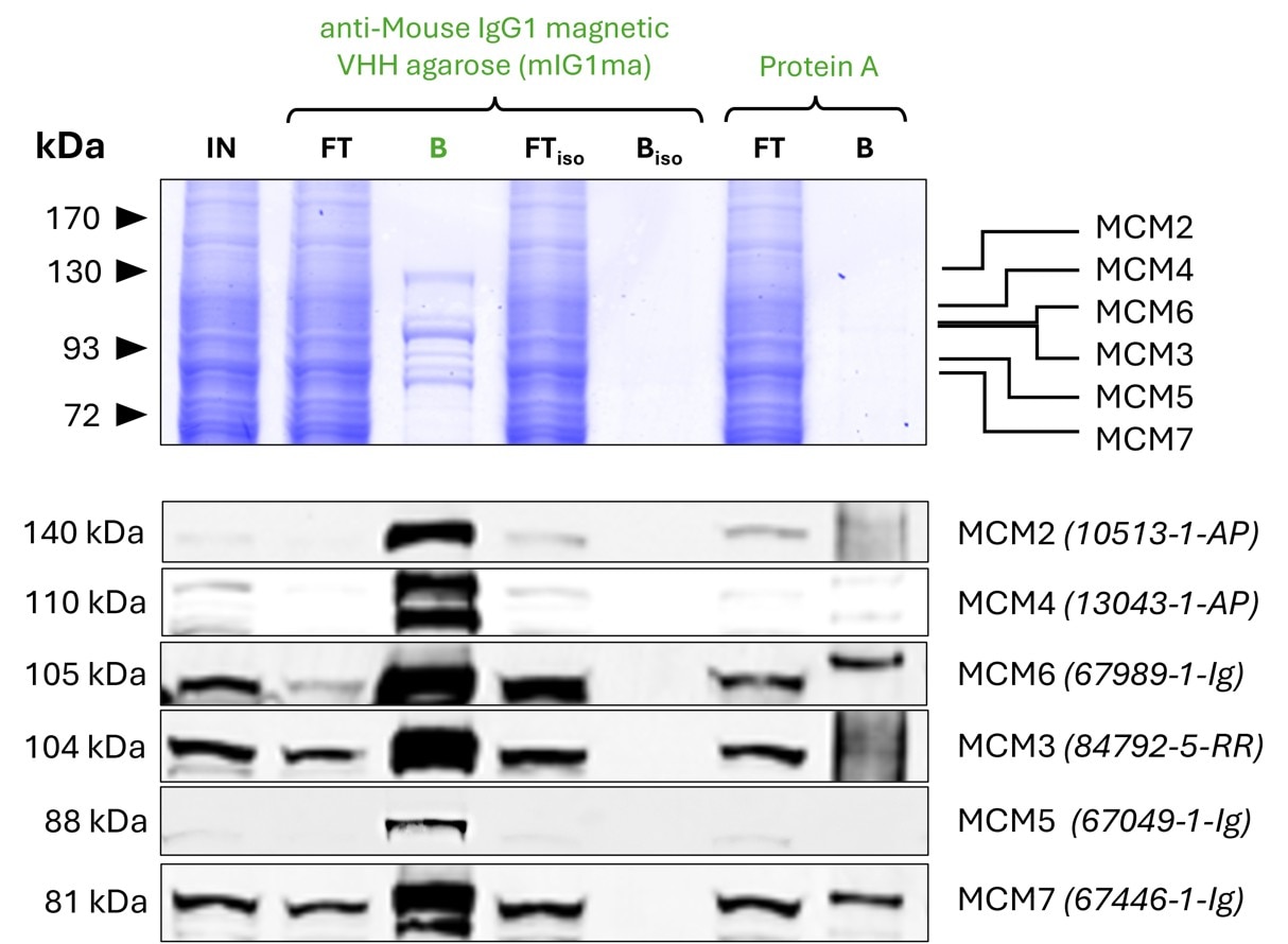 Co-IP of MCM complex via pulldown of MCM6 using 5 µg of monoclonal anti-MCM6 IgG1 (Proteintech: 67989-1-Ig) and anti-mouse IgG1 magnetic VHH agarose (mIG1ma). 5 µg of each IgG was spiked into HEK293T cell lysate derived from 1x10^7 cells. All subunits of the 600 kDa hetero-hexameric complex are successfully precipitated, as shown in a Coomassie blue stained SDS-gel and by Western blot analysis using subunit specific antibodies. Apparent molecular weights are provided. For input (IN) and flowthrough (FT) fractions, 1% was loaded, respectively. For bound (B) fraction and bound fraction of isotype control antibody (BISO PTG: 66360-1-Ig), 25% was loaded. Product codes for Proteintech antibodies are provided in parentheses. Compared to Protein A magnetic agarose, mIG1ma shows a superior precipitation of the MCM complex.