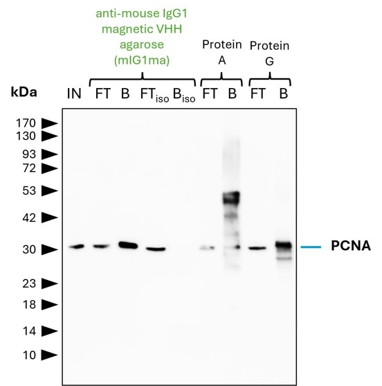 IP of PCNA by anti-mouse IgG1 magnetic VHH agarose (mIG1ma) using the PCNA Monoclonal antibody (PTG: 60097-1-Ig). As control, a IgG1 isotype control antibody (Proteintech: 66360-1-Ig) was used (BISO). 5 µg of each IgG was spiked into HEK293T cell lysate derived from 0.5x10^7 cells. 1% of input (IN) and flow through (FT) and 25% of bound (B) fraction was loaded onto an SDS-PAGE gel. For Western blot analysis PCNA was detected using a polyclonal rabbit IgG (Proteintech: 10205-2-AP) (1:5000) and an HRP-labeled goat anti-rabbit secondary (Proteintech: RGAR001). Compared to Protein A and G magnetic beads, mIG1ma shows a superior precipitation and allows for a cleaner detection of PCNA.