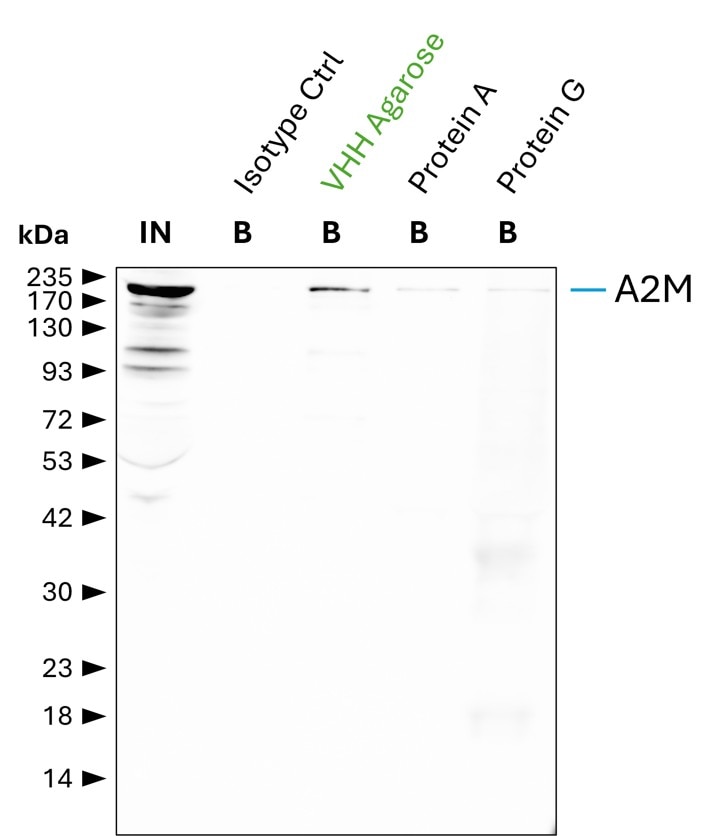 IP of Alpha-2-Macroglobulin (A2M) by anti-mouse IgG2a VHH agarose (mIG2aa) using the A2M monoclonal antibody 4B11F7 (Proteintech: 66126-1-Ig). As control, a IgG2a isotype control antibody (Proteintech: 66360-2-Ig) was used (BISO). 5 µg of each IgG was spiked into human serum which was diluted 1:10. 0.3% of input (IN) and 12.5% of bound (B) fraction was loaded onto an SDS-PAGE gel. For Western blot analysis A2M was detected using a polyclonal rabbit IgG (Proteintech: 13545-1-AP) (1:5000) labeled with FlexAble HRP (Proteintech: KFA045). Compared to protein A and G agarose, mIG2aa shows a superior precipitation and a cleaner detection of A2M.