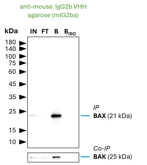 Co-IP of BAX and BAK by anti-mouse IgG2b VHH agarose (mIG2ba) using the BAX Monoclonal antibody 4G5E8 (Proteintech: 60267-1-Ig). As control a IgG2b isotype control antibody (Proteintech: 66360-3-Ig) was used (BISO). 5 µg of each IgG was spiked into HEK293T cell lysate derived from 0.5x10^7 cells. 1% of input (IN) and flow through (FT) and 25% of bound (B) fraction was loaded onto an SDS-PAGE gel. For Western blot analysis BAX was detected using a polyclonal rabbit IgG (Proteintech: 50599-2-Ig) (1:2000) labeled using a FlexAble HRP (Proteintech: KFA065). The presence of BAK co-precipitated with BAX was confirmed using a polyclonal rabbit IgG (PTG 29552-1-AP) (1:2000).