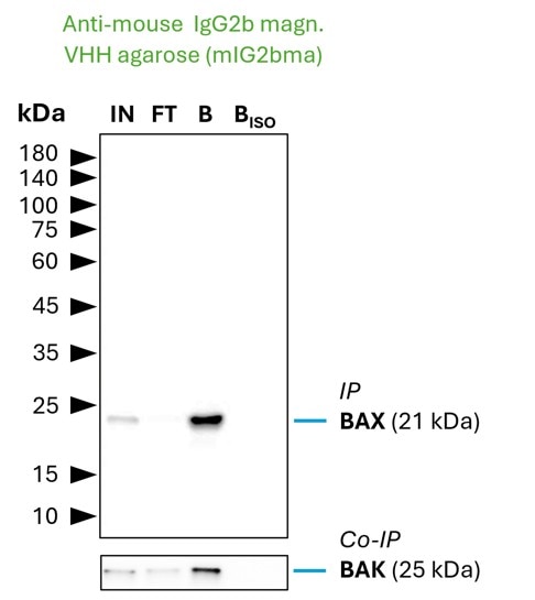 Co-IP of BAX and BAK by anti-mouse IgG2b VHH agarose (mIG2bma) using the BAX Monoclonal antibody 4G5E8 (Proteintech: 60267-1-Ig). As control a IgG2b isotype control antibody (Proteintech: 66360-3-Ig) was used (BISO). 5 µg of each IgG was spiked into HEK293T cell lysate derived from 0.5x10^7 cells. 1% of input (IN) and flow through (FT) and 25% of bound (B) fraction was loaded onto an SDS-PAGE gel. For Western blot analysis BAX was detected using a polyclonal rabbit IgG (Proteintech: 50599-2-Ig) (1:2000) labeled using a FlexAble HRP (Proteintech: KFA065). The presence of BAK co-precipitated with BAX was confirmed using a polyclonal rabbit IgG (PTG 29552-1-AP) (1:2000).