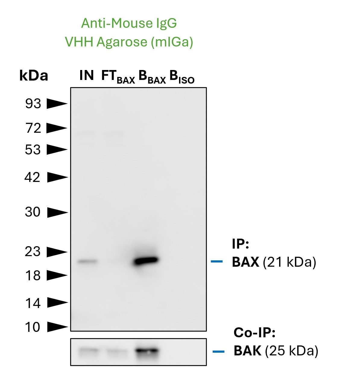 Co-IP of the BAX-BAK complex by anti-mouse IgG VHH agarose (mIGa) using the anti-BAX monoclonal mouse IgG2b antibody 4G5E8 (PTG: 60267-1-Ig). As control a IgG2b isotype control antibody was used (BISO). 5 µg of each IgG was spiked into HEK293T cell lysate derived from 1x10^7 cells. 1% of input (IN) and flow through (FT) and 20% of bound (B) fraction was loaded onto an SDS-PAGE gel. For Western Blot analysis BAX was detected using the same mouse anti-BAX IgG (PTG: 60267-1-Ig) (1:5000) labeled with the FlexAble HRP antibody labeling kit for mouse IgG2b (KFA065). The presence of BAK co-precipitated with BAX was confirmed using a polyclonal rabbit IgG (PTG 29552-1-AP) (1:5000) labeled with FlexAble HRP for rabbit IgG (KFA005).