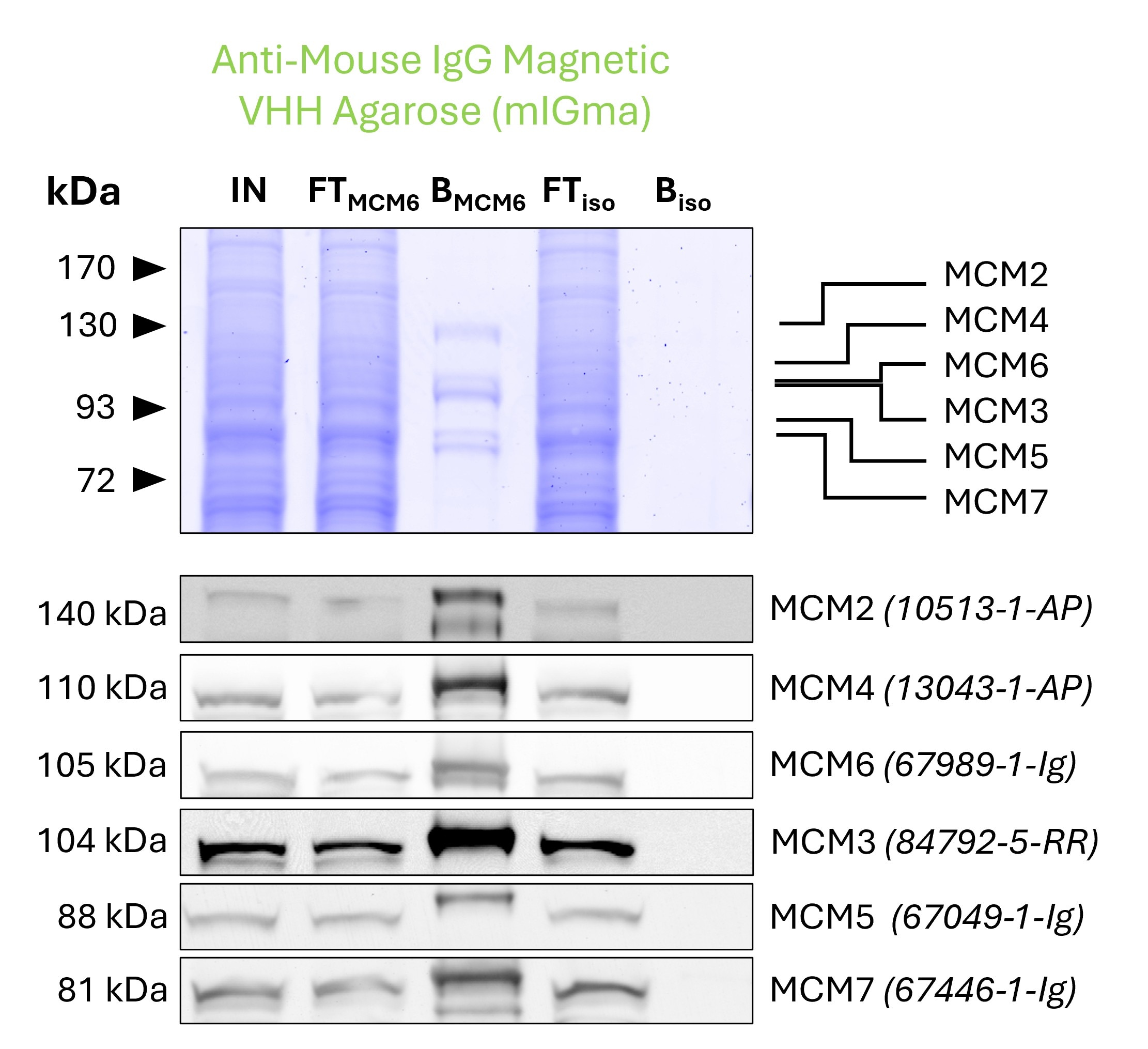 Co-IP of MCM complex via pulldown of MCM6 using 5 µg of monoclonal anti-MCM6 IgG1 (PTG: 67989-1-Ig) and anti-mouse IgG magnetic VHH agarose (mIGma). 5 µg of each IgG was spiked into HEK293T cell lysate derived from 1x10^7 cells. All subunits of the 600 kDa hetero-hexameric complex are successfully precipitated, as shown in a Coomassie blue stained SDS-gel and by Western blot analysis using subunit specific antibodies. Apparent molecular weights are provided. For input (IN) and flowthrough (FT) fractions, 1% was loaded, respectively. For bound (B) fraction and bound fraction of isotype control antibody (BISO), 20% was loaded. Product codes for PTG-antibodies are provided in parentheses.