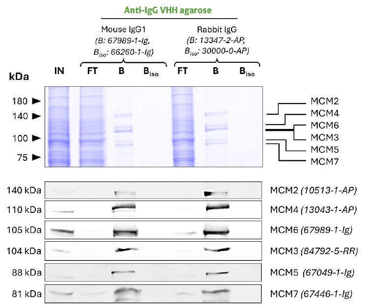 Co-IP of MCM complex via pulldown of MCM6 using 5 µg of anti-MCM6 antibodies and anti-rabbit IgG / anti-mouse IgG VHH agarose (mrIGa). All subunits of the 600 kDa heterohexameric complex are successfully precipitated using both a mouse IgG1 (67989-1-Ig) and a rabbit (13347-2-AP) MCM6 antibody, as shown by western blot anaylsis using subunit specific antibodies. Apparent molecular weights are provided. For Input (IN) and flow through (FT) fractions 1% was loaded. For bound (B) fraction and bound fraction of isotype control antibody (BISO), 20% was loaded. Product codes of PTG-antibodies are provided in parentheses. BISO is an isotype control used as negative control (ms1: 66260-1-Ig; rb: 30000-0-AP).