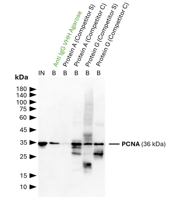 IP of PCNA using 5 µg of anti-PCNA antibody (IgG1, 60097-1-Ig) by anti-rabbit IgG/ anti-mouse IgG VHH agarose (mrIGa). For Western blot analysis the PCNA polyclonal antibody (10205-2-AP, 1:2000) was labeled using a conformation-specific HRP-conjugated secondary to avoid staining of heavy and light chain of the IP-antibody. In contrast to many competitor protein A and G beads, clean pulldown of PCNA by Proteintech anti-rabbit IgG/ anti-mouse IgG VHH agarose facilitates unambiguous identification of the target protein. Other beads show leaching of protein A or protein G fragments into the final IP fractions, which can lead to binding of the detection antibody and unspecific signals, as reported previously (Grant et al., 2019, Biiol Proced Online, doi: 10.1186/s12575-019-0095-z). For input (IN) and bound (B) fractions 1% and 30% were loaded, respectively.