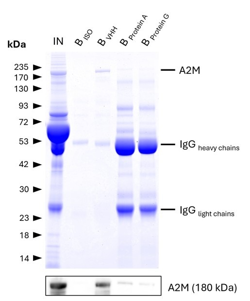 IP of Alpha-2-Macroglobulin (A2M) from human serum using anti-rabbit IgG / anti-mouse IgG VHH agarose (mrIGa) and comparison to protein A and G beads. IP was performed using 5 μg of rabbit anti-A2M IgG (13545-1-AP) in 1:10 diluted human serum. 0.5% and 6.25% of input (IN) and bound (B) fractions were analyzed by SDS-PAGE, respectively. 5 μg of rabbit isotype control antibody (BISO,  98136-1-RR) was used as negative control. The Coomassie-stained gel shows precipitation of A2M by anti-rabbit IgG / anti-mouse IgG VHH agarose and reveals its absence for protein A and G beads. This is likely due to human IgGs competing with the spiked IP-antibody for the latter beads. Results were verified using Western blot analysis, which detected A2M at approximately 180 kDa using an anti-A2M primary IgG (13545-1-AP, 1:5000).