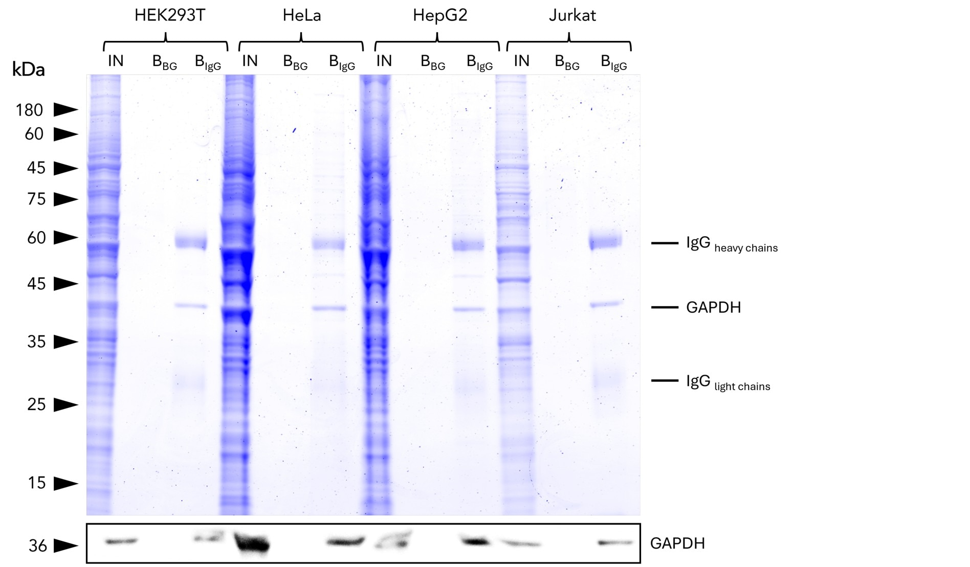 IP of GAPDH from common human cell lines using anti-rabbit IgG/ anti-mouse IgG VHH Agarose (mrIGa). IP was performed using 5 μg of rabbit anti-GAPDH IgG (10494-1-AP) with 1x107 cells used per IP reaction. 1% and 25% of input (IN) and bound (B) fractions were analyzed by SDS-PAGE, respectively. Bound fractions without antibody spiked (BBG) are shown as background control. The Coomassie-stained gel shows precipitation of GAPDH by anti-rabbit IgG / anti-mouse IgG VHH agarose, what was verified using Western blot analysis using the anti-GAPDH mouse monoclonal antibody (60004-1-Ig).