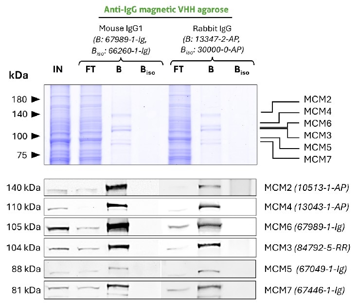 Co-IP of MCM complex via pulldown of MCM6 using 5 µg of anti-MCM6 antibodies and anti-rabbit IgG / anti-mouse IgG magnetic VHH agarose (mrIGma). All subunits of the 600 kDa heterohexameric complex are successfully precipitated using both a mouse IgG1 (67989-1-Ig) and a rabbit (13347-2-AP) MCM6 antibody, as shown by western blot analysis using subunit specific antibodies. Apparent molecular weights are provided. For Input (IN) and flow through (FT) fractions, 1% was loaded. For bound (B) fraction and bound fraction of isotype control antibody (BISO), 20% was loaded. Product codes for PTG-antibodies are provided in parentheses. BISO is an isotype control used as negative control (ms1: 66260-1-Ig; rb: 30000-0-AP).