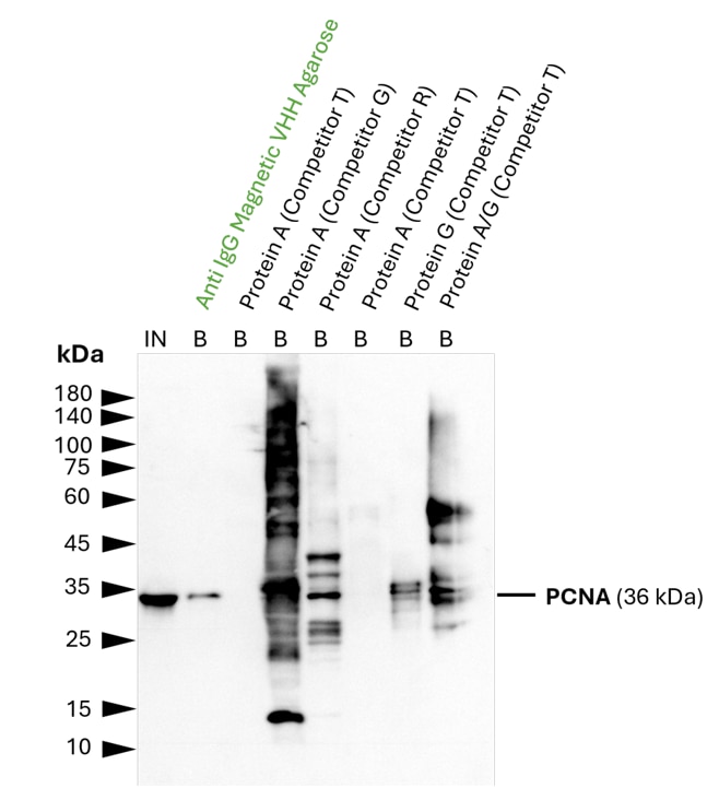 IP of PCNA using 5 µg of anti-PCNA antibody (IgG1, 60097-1-Ig) by anti-rabbit IgG/ anti-mouse IgG Magnetic VHH agarose (mrIGma). For Western blot analysis the PCNA polyclonal antibody (10205-2-AP, 1:2000) was labeled using a conformation-specific HRP-conjugated secondary to avoid staining of heavy and light chain of the IP-antibody. In contrast to many competitor protein A and G beads, clean pulldown of PCNA by Proteintech anti-rabbit IgG/ anti-mouse IgG magnetic VHH agarose facilitates unambiguous identification of the target protein. Other beads show leaching of protein A or protein G fragments into the final IP fractions, which can lead to binding of the detection antibody and unspecific signals, as reported previously (Grant et al., 2019, Biiol Proced Online, doi: 10.1186/s12575-019-0095-z). For input (IN) and bound (B) fractions 1% and 30% were loaded, respectively.