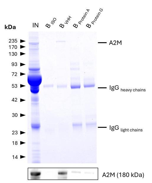IP of Alpha-2-Macroglobulin (A2M) from human serum using anti-rabbit IgG / anti-mouse IgG magnetic VHH agarose (mrIGma) and comparison to protein A and G beads. IP was performed using 5 μg of rabbit anti-A2M IgG (13545-1-AP) in 1:10 diluted human serum. 0.5% and 6.25% of input (IN) and bound (B) fractions were analyzed by SDS-PAGE, respectively. 5 μg of rabbit isotype control antibody (BISO, 98136-1-RR) was used as negative control. The Coomassie-stained gel shows precipitation of A2M by anti-rabbit IgG / anti-mouse IgG magnetic VHH agarose (BVHH) and reveals its absence for protein A (BPtA) and G (BPtG) beads. This is likely due to human IgGs competing with the spiked IP-antibody. Results were verified using Western blot analysis, which detected A2M at approximately 180 kDa using an anti-A2M primary IgG (13545-1-AP, 1:5000).