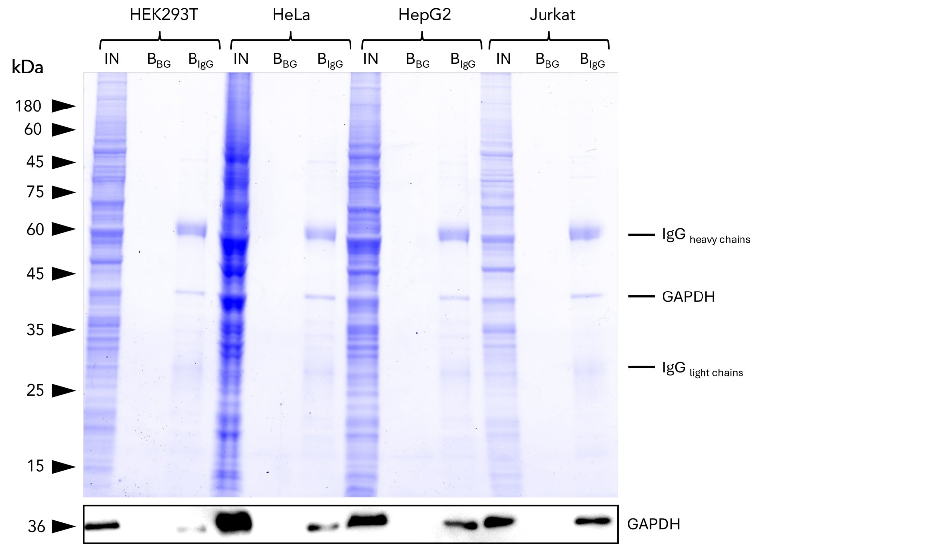 IP of GAPDH from common human cell lines using anti-rabbit IgG/ anti-mouse IgG Magnetic VHH Agarose (mrIGma). IP was performed using 5 μg of rabbit anti-GAPDH IgG (10494-1-AP) with 1x107 cells used per IP reaction. 1% and 25% of input (IN) and bound (B) fractions were analyzed by SDS-PAGE, respectively. Bound fractions without antibody spiked (BBG) are shown as background control. The Coomassie-stained gel shows precipitation of GAPDH by anti-rabbit IgG / anti-mouse IgG magnetic VHH agarose, what was verified using Western blot analysis using the anti-GAPDH mouse monoclonal antibody (60004-1-Ig).