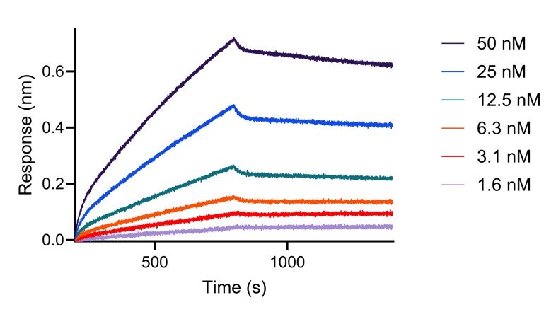 BLI analysis of the capture of varying concentrations of HumanKine OSM (HZ-1030) by biotinylated anti-OSM VHH (osm-b). Please note the higher apparent affinity owing to avidity effects (dimerization of the cytokine).