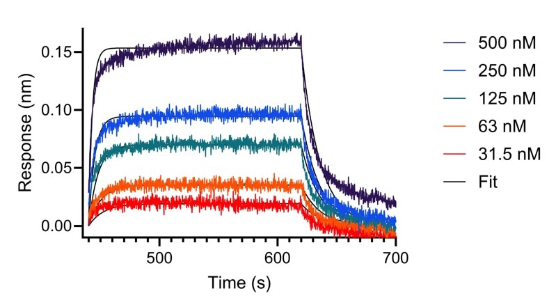 BLI analysis of the interaction between varying concentrations of anti-OSM VHH and immobilised, biotinylated HumanKine OSM (HZ-1030). Fit indicates fitting of data to a 1:1 binding model.