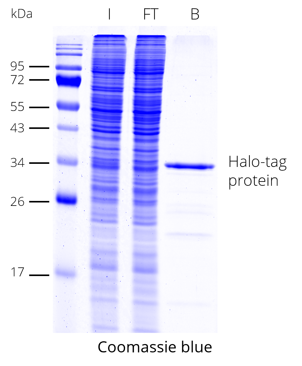 Halo-trap Magnetic Agarose for immunoprecipitation of Halo-tag proteins. HEK293T cell lysate with Halo-tag protein. I: Input, FT: Flow-Through, B: Bound